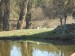 kačeři na rybníce